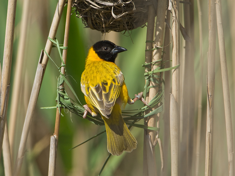 Ploceus velatus Masked Weaver Masker wever